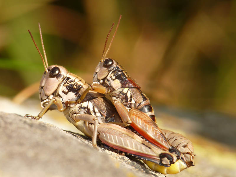 Podisma pedestris (Acridiidae) dal Monte Avic